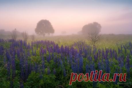 Люпиновое утро в Смоленской области на фото Александра Кукринова (nat-geo.ru/community/user/169085/). С пятницей всех!