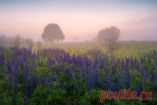 Люпиновое утро в Смоленской области на фото Александра Кукринова (nat-geo.ru/community/user/169085/). С пятницей всех!