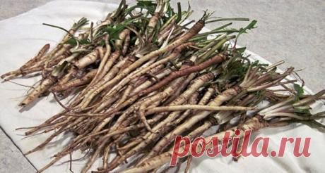 Раковите клетки се разпадат за 48 часа, атакувани от популярна нашенска билка | Всичко за: Стара Загора