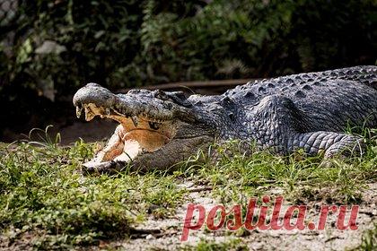 Крокодил набросился на мальчика