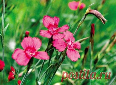 Гвоздика травянка — 6 соток