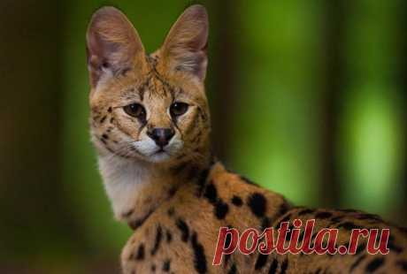 Необыкновенные кошки в дикой природе