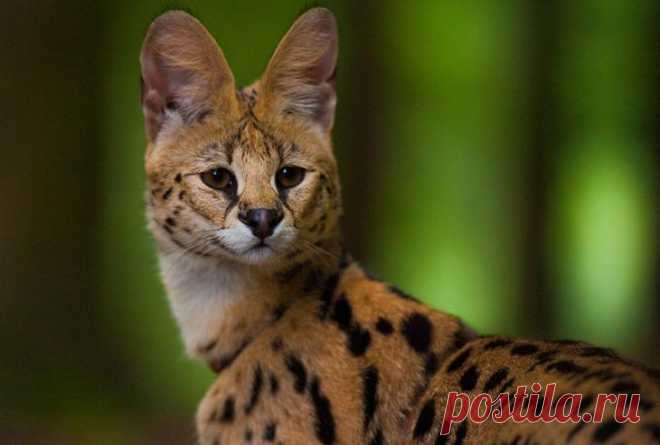 Необыкновенные кошки в дикой природе