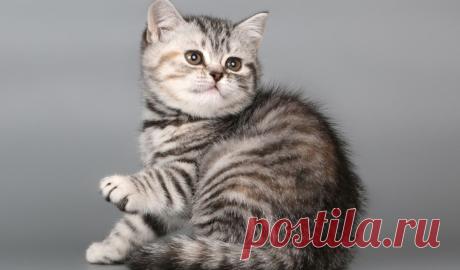 Скачать обои британская короткошерстная, котенок.