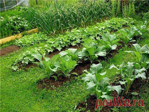 Севооборот.