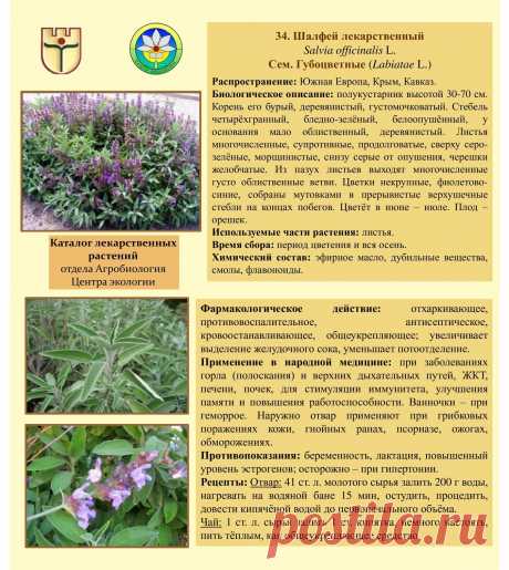 Шалфей лекарственный