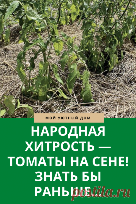 Как выращивать томаты на сене