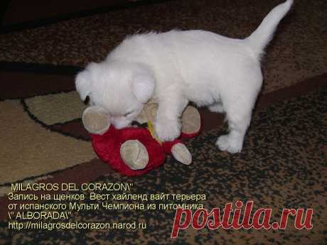 лемзавод &quot; MILAGROS DEL CORAZON &quot; c любовью и гордостью предлагает к резервированию малышей ВЕСТ ХАЙЛЕНД ВАЙТ ТЕРЬЕРА - 1 мальчика и 3 девочек ,рожденных от испанского производителя ,Мультичемпиона из лучшего питомника с мировым именем &quot; ALBORADA&quot;