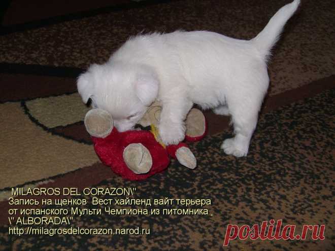 лемзавод " MILAGROS DEL CORAZON " c любовью и гордостью предлагает к резервированию малышей ВЕСТ ХАЙЛЕНД ВАЙТ ТЕРЬЕРА - 1 мальчика и 3 девочек ,рожденных от испанского производителя ,Мультичемпиона из лучшего питомника с мировым именем " ALBORADA"