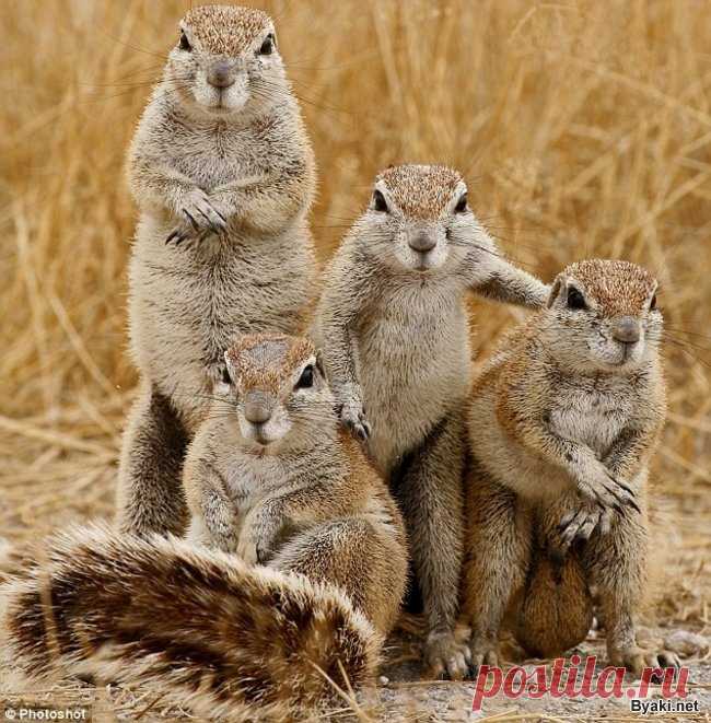 флора и фауна россии – Google Поиск