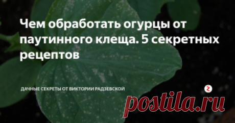 Чем обработать огурцы от паутинного клеща. 5 секретных рецептов Паутинный клещ является опасным вредителем. Мелкие насекомые селятся на нижней стороне листа огурца и питаются соком, лишая растение хлорофилла. Повреждённые листья постепенно засыхают, при сильном поражении растение погибает. Поэтому при первых признаках появления паутинного клеща на огурцах применяем лучшие средства.
