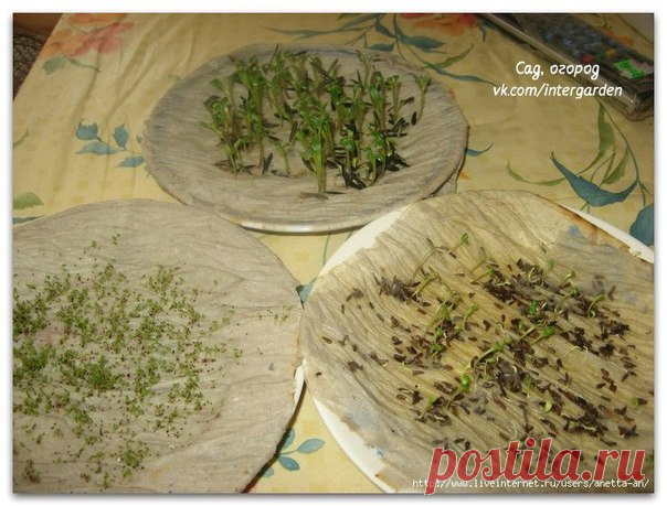 КАК У МЕНЯ ПРОРАСТАЮТ СЕМЕНА