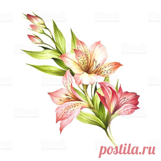 Download this Composition With Alstroemeria Hand Draw Watercolor Illustration vector illustration now. And search more of iStock's library of royalty-free vector art that features Alstroemeria…