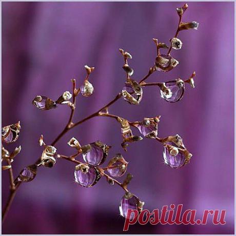 капли росы от пленAIR