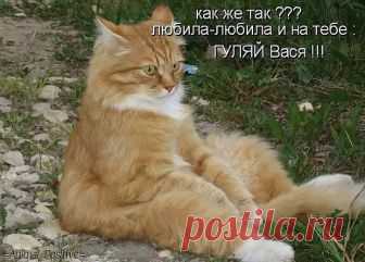 Владимир *$*$*$*$*$*$ - Гамильтон, Канада на Мой Мир@Mail.ru