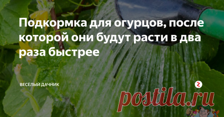 Подкормка для огурцов, после которой они будут расти в два раза быстрее Огурцы и помидоры уже во всю приносят урожай своим заботливым огородникам. О подкормке томатов мы уже разговаривали в статье &quot;Обработка томатов бором&quot; . В этой статье я расскажу о подкормке огурцов, после которой они будут расти в два раза быстрее. Приятного просмотра!
Подкормка будет из навоза, сделанного из стравы, но уже в жидкой форме.
Это очень мощное азотное удобрение, в котором присутствуют