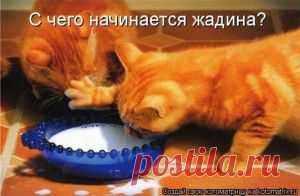"Жадина"- начало (котоматрица)