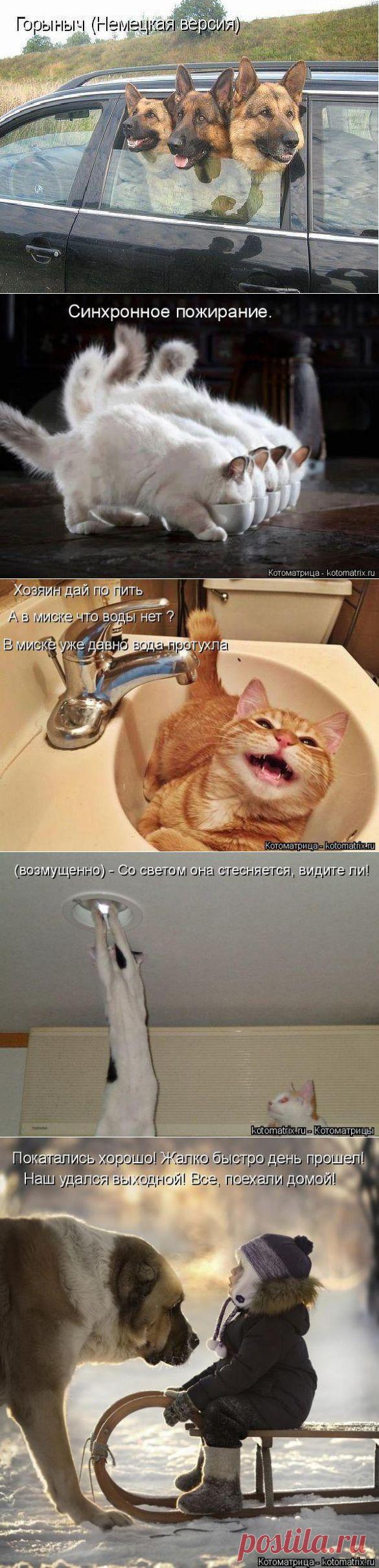 Котоматрицы