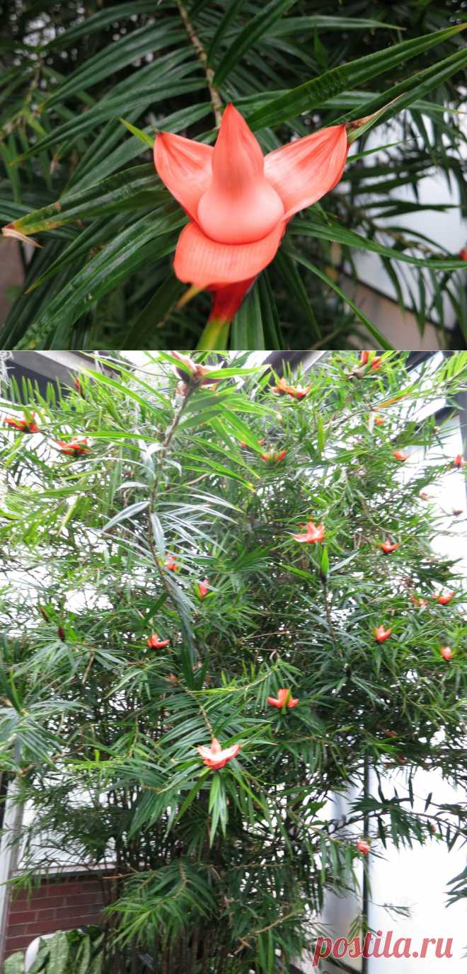 Неизвестное в садах Дюпона / Журнал садовода Yuliay / 7dach.ru