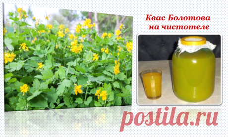 Квас Болотова на чистотеле. Как приготовить и принимать?