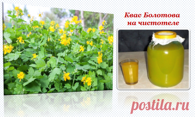 Квас Болотова на чистотеле. Как приготовить и принимать?