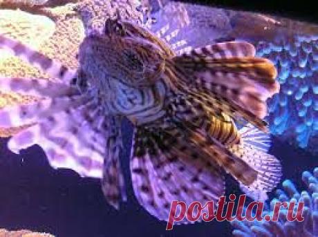 подводный мир красного моря фото - Поиск в Google