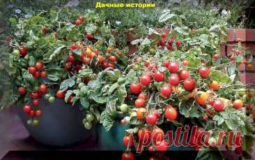 Помидоры вместо цветов: вкуснейшие сорта-гибриды томатов для выращивания в контейнерах | Дачные истории | Дзен