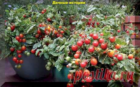 Помидоры вместо цветов: вкуснейшие сорта-гибриды томатов для выращивания в контейнерах | Дачные истории | Дзен