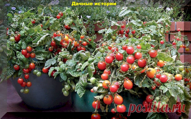 Помидоры вместо цветов: вкуснейшие сорта-гибриды томатов для выращивания в контейнерах | Дачные истории | Дзен