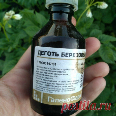 Вношу в землю деготь, и все мои растения всегда здоровы! | Твоя Дача | Яндекс Дзен