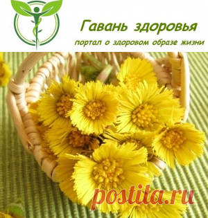 Травы, выводящие мокроту из легких и бронхов | Гавань здоровья