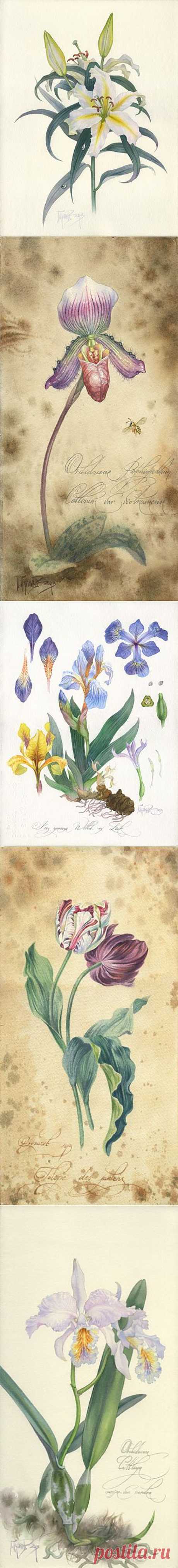 Ботаническая живопись ( Botanical Art ) Павла Пугачева