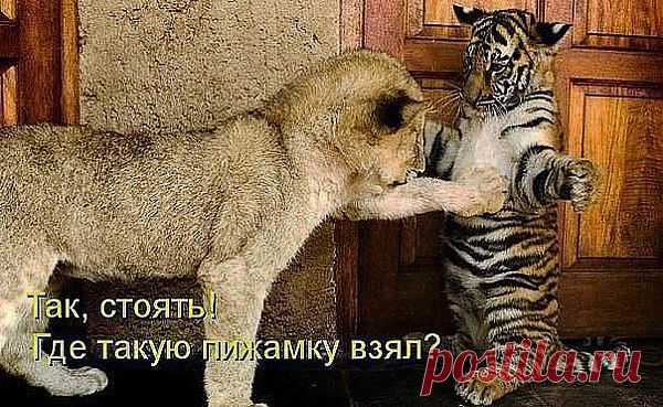 ты где такую тельняшку приобрел