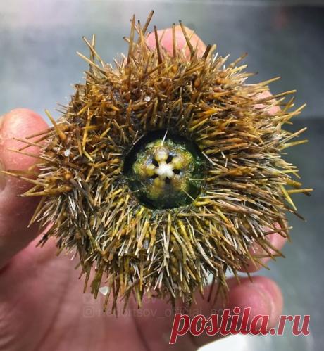 Ужасные морские чудовища на снимках мурманского рыбака (береги глаза)