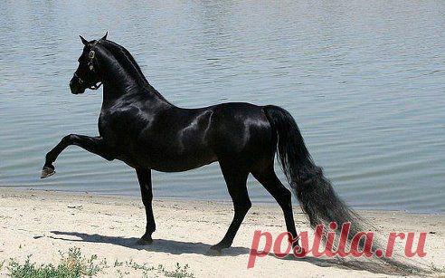 Арабская чистокровная лошадь.