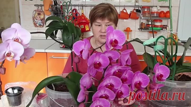 (1) Одноклассники
