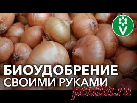 ЭКСТРАКТ ИЗ ЛУКОВОЙ ШЕЛУХИ творит чудеса в саду и огороде! - YouTube