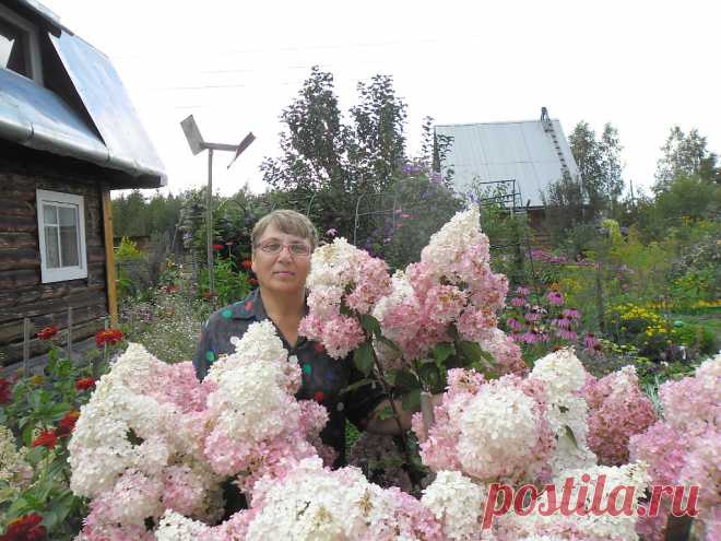 кемира цветочное есть весенние и осенние 1 раз в 10 дней поливаю марганцем, чтобы вода была чуть розовой и вокруг корневой системы воткните старые ржавые гвозди я поняла что цвет у моей гортензии стал ярче