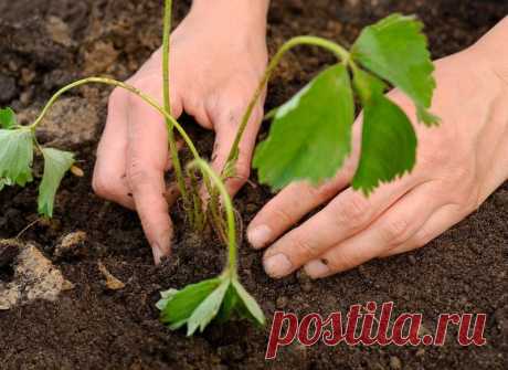 Размножение клубники усами, делением и семенами – раскрываем секреты