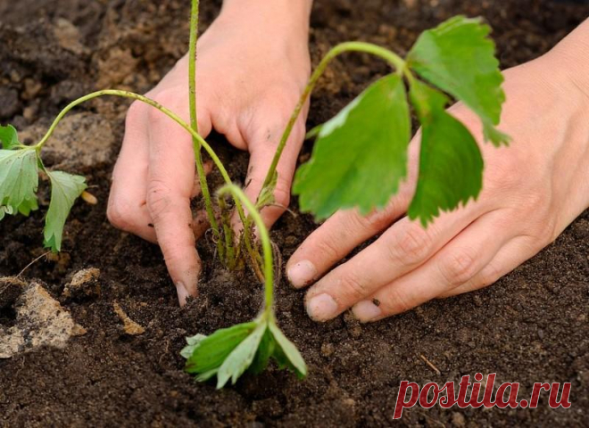 Размножение клубники усами, делением и семенами – раскрываем секреты