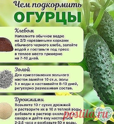 Чем подкормить огурцы во время плодоношения?
Все культуры нужно кормить по-разному: кого-то в начале вегетации, другие до цветения или после плодоношения. Огурцам нужно питание весь сезон. Так как они постоянно наращивают зелёную массу и плоды.
Во время цветения и плодоношения огурцам нужен не только азот и калий, как в начале роста, но и магний и бор.
Поэтому хорошо во время активного плодоношения использовать настой куриного помета или конского навоза. Кстати, сейчас оче...