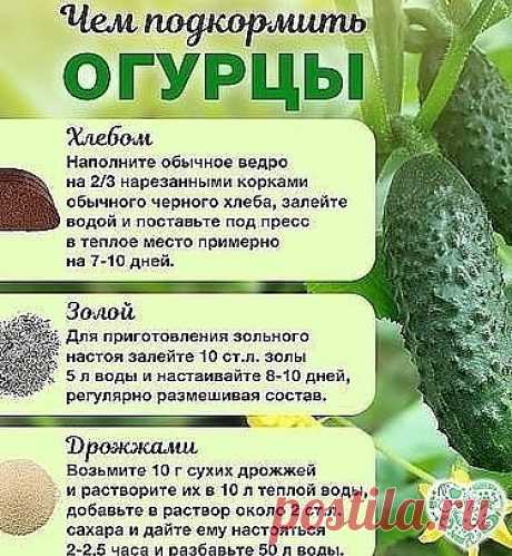 Чем подкормить огурцы во время плодоношения?
Все культуры нужно кормить по-разному: кого-то в начале вегетации, другие до цветения или после плодоношения. Огурцам нужно питание весь сезон. Так как они постоянно наращивают зелёную массу и плоды.
Во время цветения и плодоношения огурцам нужен не только азот и калий, как в начале роста, но и магний и бор.
Поэтому хорошо во время активного плодоношения использовать настой куриного помета или конского навоза. Кстати, сейчас оче...