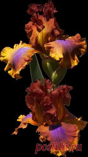 Beautiful Bearded Irises- just passed by some of these in a neighbor's yard. They are stunning. Hadn't seen anything like them before!  flickr от dr_sequoia   |  Pinterest: инструмент для поиска и хранения интересных идей
