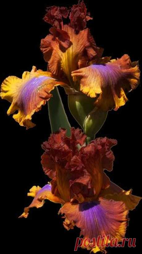 Beautiful Bearded Irises- just passed by some of these in a neighbor's yard. They are stunning. Hadn't seen anything like them before!  flickr от dr_sequoia   |  Pinterest: инструмент для поиска и хранения интересных идей