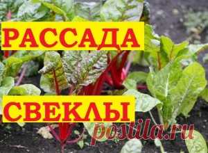 Свекла на рассаду ! Будет ранний урожай! — 6 соток