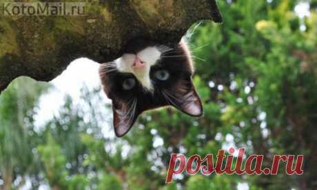 Ку-кусеньки