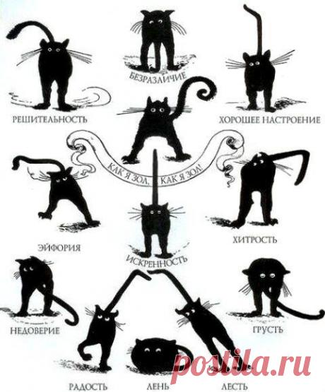 Кошка говорит: язык тела | Уши, лапы, хвост