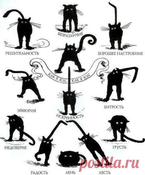 Кошка говорит: язык тела | Уши, лапы, хвост