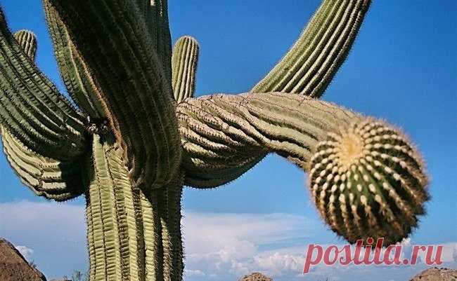 Гигантские кактусы сагуаро в пустыне Сонора - Путешествуем вместе