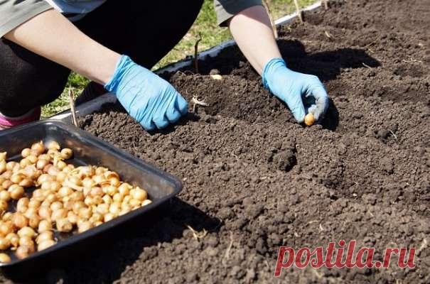 По лунному календарю огородника рекомендуется в конце октября сеять зелень и овощи под зиму — Домашние заботы